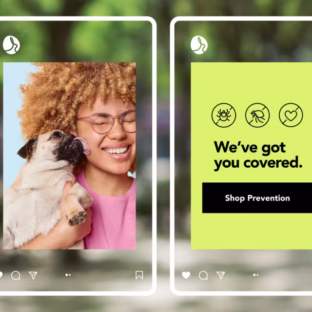 Screen mockups for Blue Rabbit.