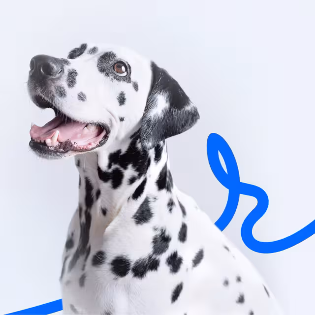 A dalmation superimposed over the Blue Rabbit logo.