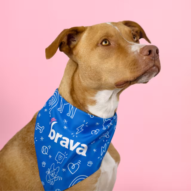 A dog wearing a scarf with the Brava logo.